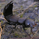 Image for article titled The secret of beetle fidelity really, truly stinks